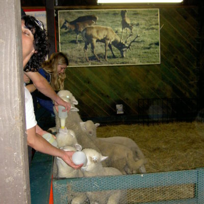 Der baby lambs getting a feed