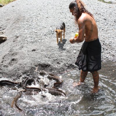 Eels are sacred in tahitian life