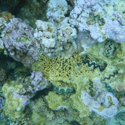 Coral in French Polynesia