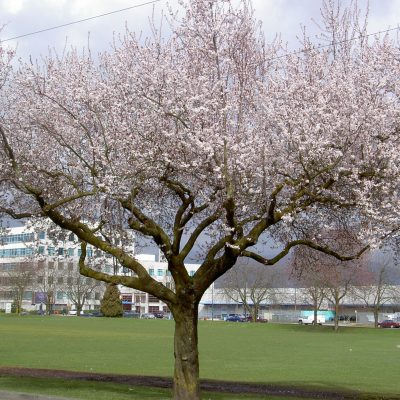 Cherry blossom near park at my house