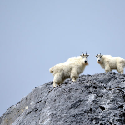 Alaska Mountain goats in Glacier Bay Credit Uncruise