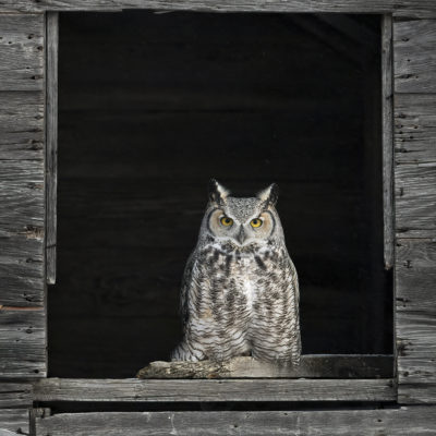 Anthony Bucci Horned Owl