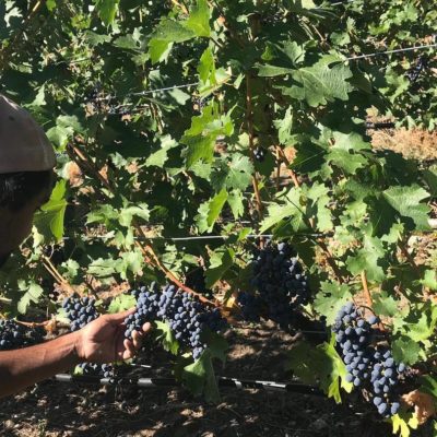 Mayhem Winery Checking the grapes