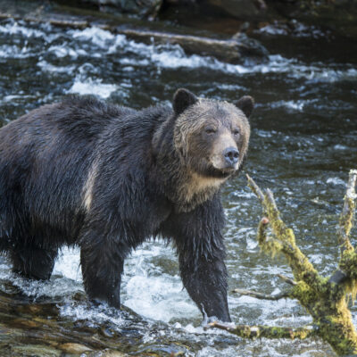 Grizzly bear at Broughton Archipelago Prv Park Credit Dest BC Ted Hessed