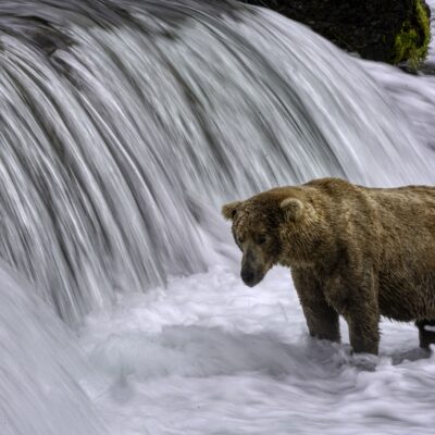 Alaska Bear Salmon Spawn 6